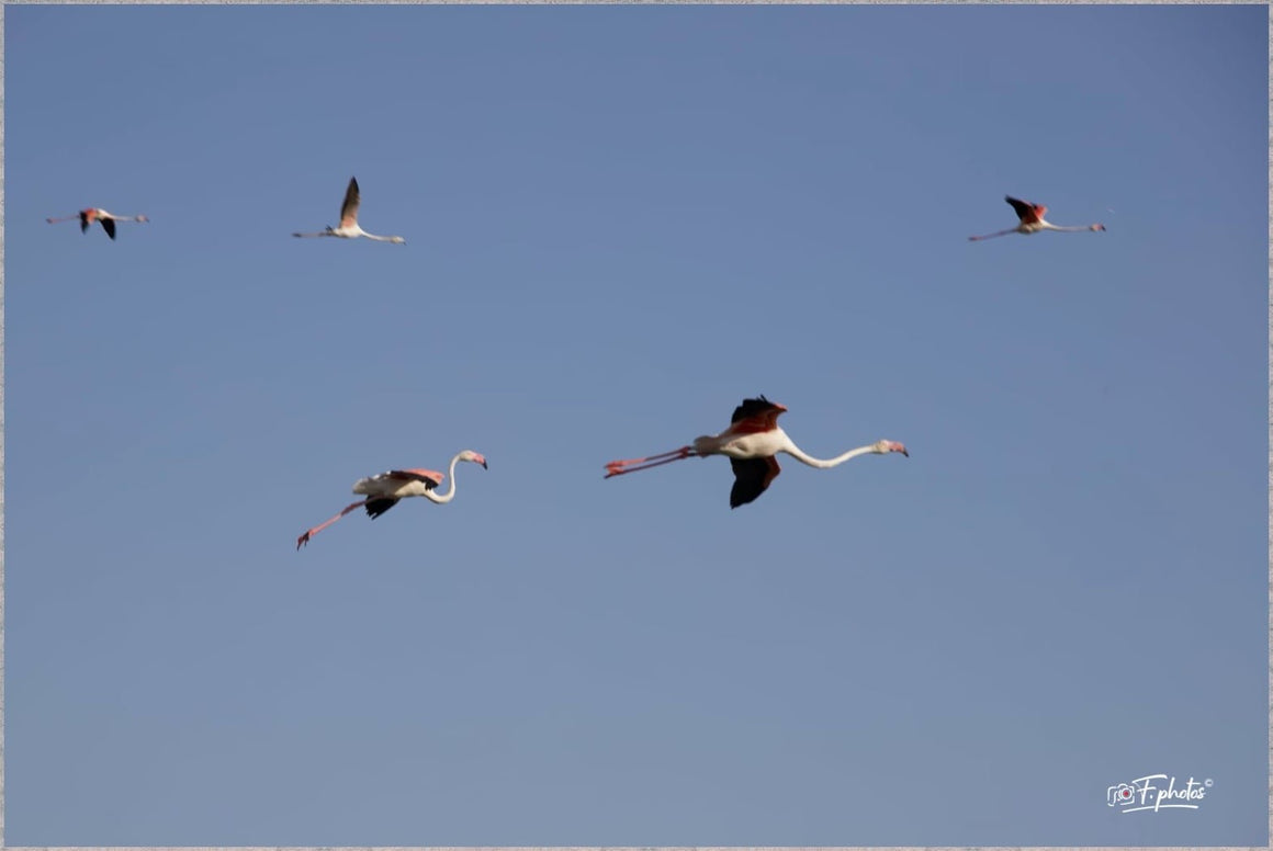 flamands roses - vagabondphotos.ch