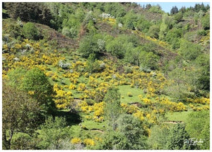 Ardèche 07 France  Mais 2025