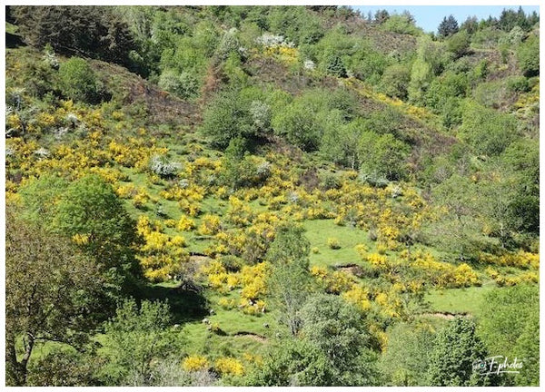 Ardèche 07 France  Mais 2025