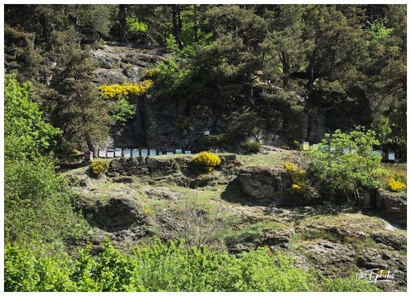 Ardèche 07 France  Mais 2025