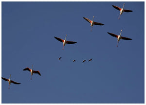 Flamants roses