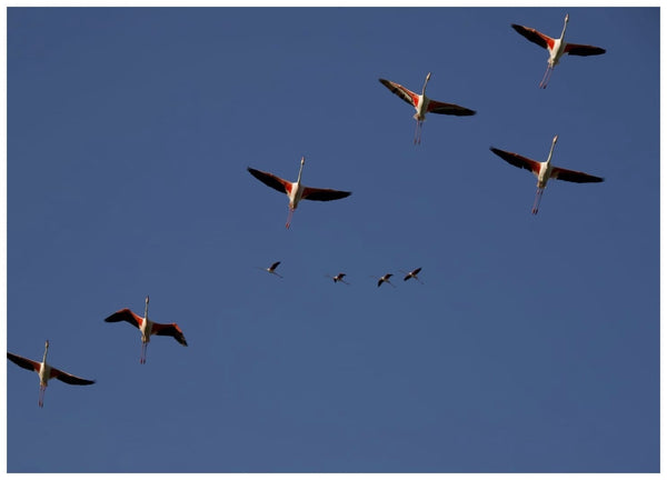 Flamants roses