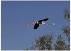 Flamants roses