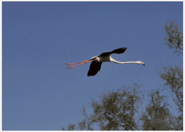 Flamants roses