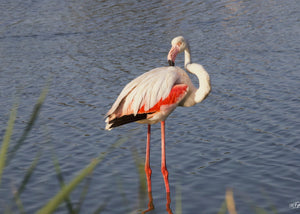 Flamants rose