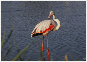 Flamant rose