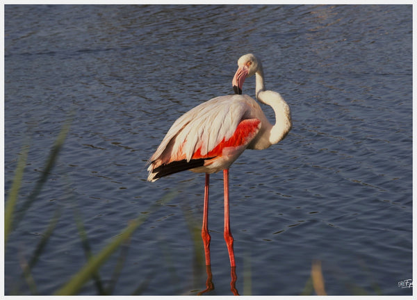 Flamant rose