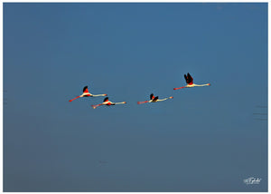 Flamants roses