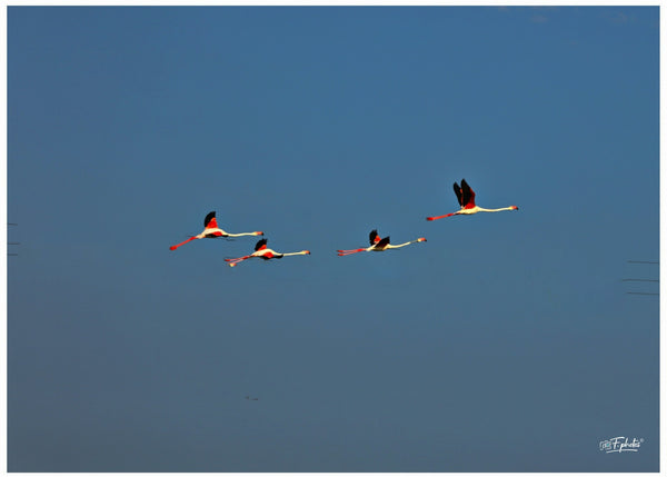 Flamants roses