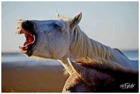 cheval Camargue