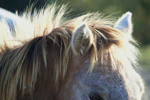 Camargue France - vagabondphotos.ch
