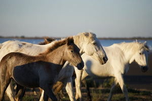 Camargue France - vagabondphotos.ch